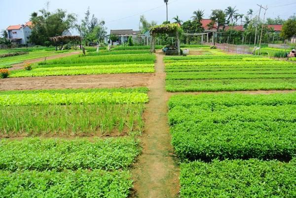 Green House Homestay Hoi An Eksteriør bilde