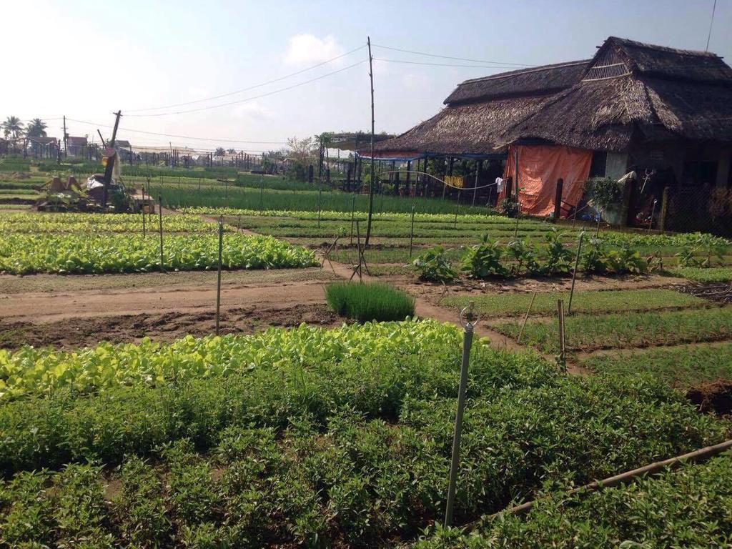 Green House Homestay Hoi An Eksteriør bilde